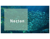 Necton (dragged)